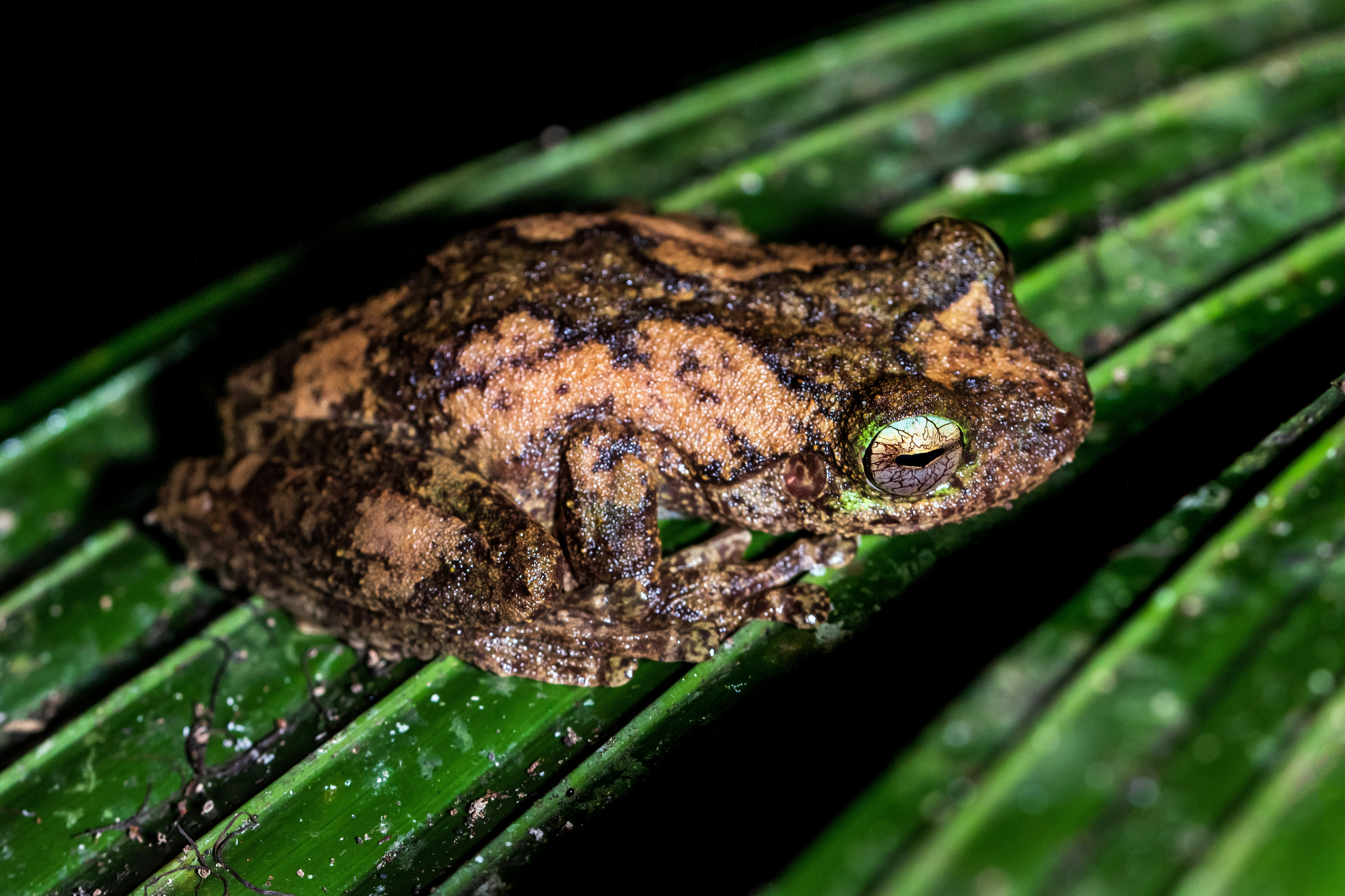brown and black frog on green leaf